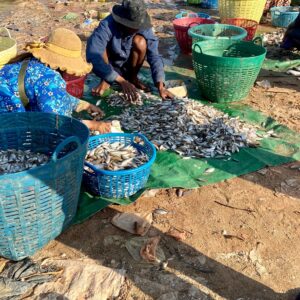 EmotionPlanet-voyages-Asie-Cambodge-port-poissons