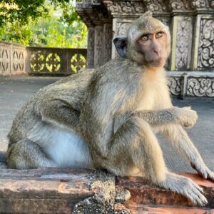 EmotionPlanet-voyages-Asie-Cambodge-singes