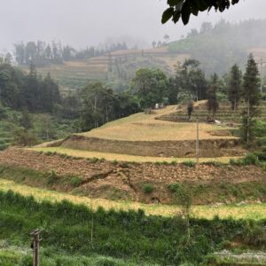Emotion-Planet-voyages-Asie-Vietnam-récolte-paysage