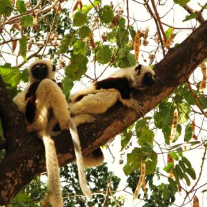 @EmotionPlanet Madagascar singe (1)