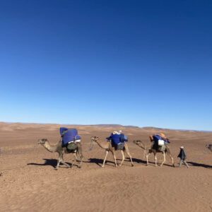 @emotion-planet-voyage-rando-desert-maroc-dromadaires