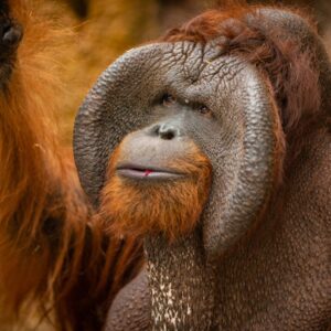 Emotion-Planet-voyages-Asie-Malaisie-Bornéo-singe
