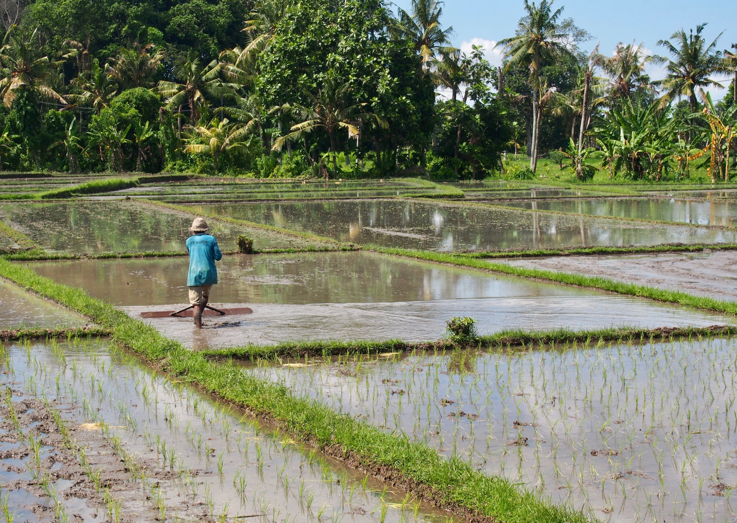 EmotionPlanet-Bali-agriculture