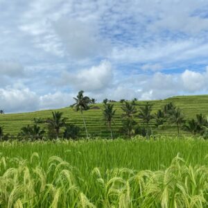 EmotionPlanet-voyages-Asie-Indonésie-Bali-Rizières