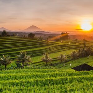 EmotionPlanet-voyages-Asie-Indonésie-Bali-rizière