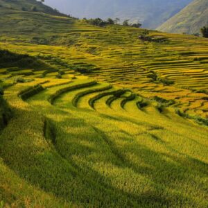Emotion-Planet-voyages-Asie-Vietnam-rizières