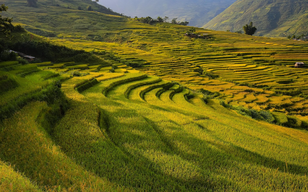 Emotion-Planet-voyages-Asie-Vietnam-rizières