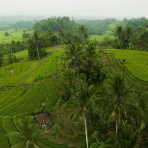 EmotionPlanet-voyages-Asie-Indonésie-Bali-Flores-rizières