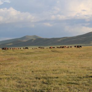 Mongolie immersion monastere yourte