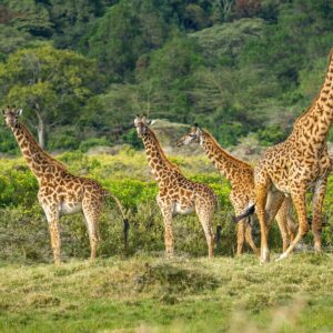 Emotion-Planet-Voyages-Immersion-Tanzanie-girafes