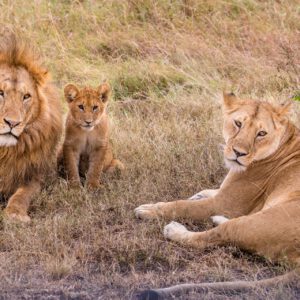Emotion Planet Tanzanie safari lions