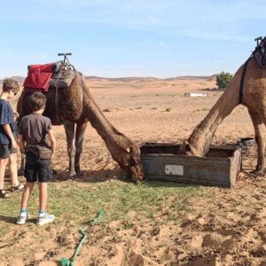 Emotion-Planet-voyage-Maroc-desert-oasis-chameaux