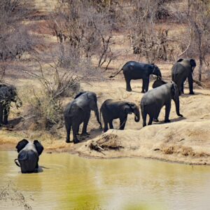 Emotion-Planet-Ghana-elephants