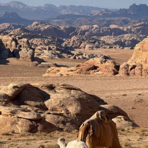 EmotionPlanet-Voyages-Asie-Jordanie-dromadaires