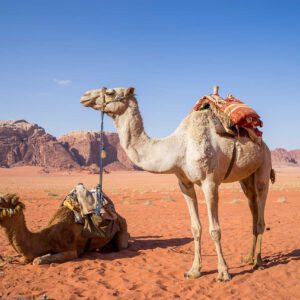 emotion planet voyage découverte jordanie wadi rum petra