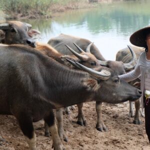 Emotion-Planet-voyages-Asie-Laos-buffles