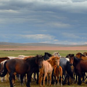 Emotion Planet voyage immersion insolite durable ethique trek mongolie