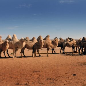 EmotionPlanet-voyages-Asie-Mongolie-chameaux