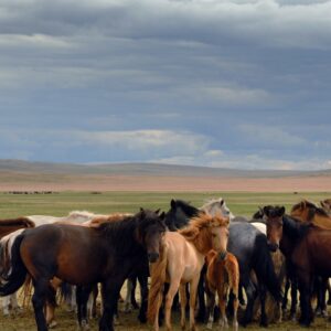 EmotionPlanet-voyages-Asie-Mongolie-chevaux-sauvages