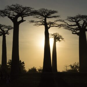 Emotion Planet Madagascar Baobab