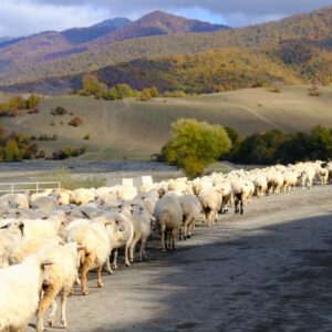 EmotionPlanet-voyages-Europe-Georgie-ValléePankissi