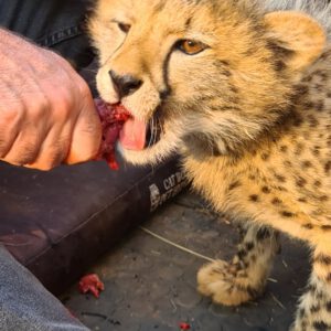 Emotion Planet Afrique du Sud voyage insolite volontariat guépard bébé