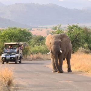 Emotion Planet Afrique du Sud voyage insolite volontariat guépard éléphant