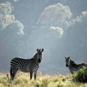 Emotion Planet Malawi nature culture lac safari zebres