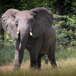 Emotion Planet Malawi nature culture lac safari éléphant