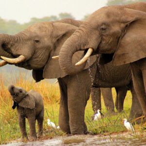Emotion Planet Malawi nature culture lac safari éléphants