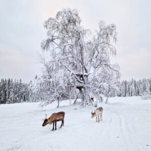 Emotion Planet Suède Laponie voyage rennes