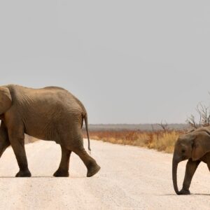 Emotion Planet Namibie voyage éléphant
