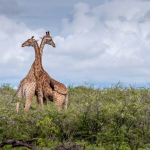Emotion Planet Namibie voyage girafe
