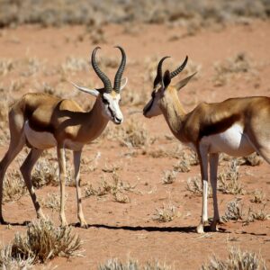Emotion Planet Namibie voyage oryx