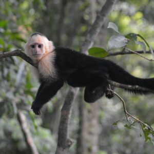 Evasion tropicale dans une nature luxuriante