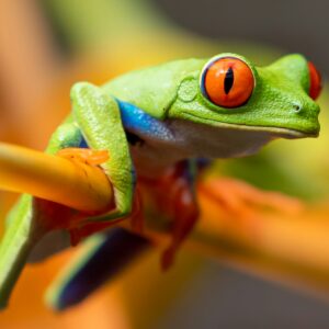 Costa Rica - Evasion tropicale dans une nature luxuriante