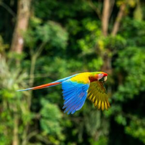 Costa Rica - Evasion tropicale dans une nature luxuriante