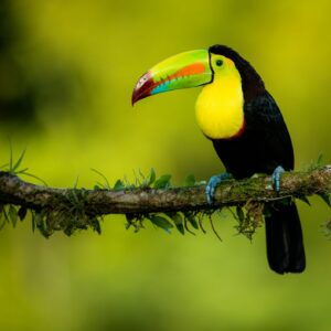 Costa Rica - Evasion tropicale dans une nature luxuriante