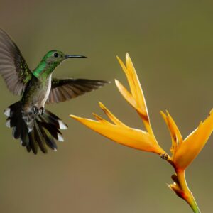 Costa Rica - Evasion tropicale dans une nature luxuriante