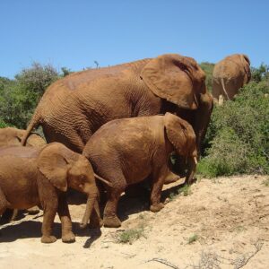 Emotion Planet Afrique du Sud voyage éléphant