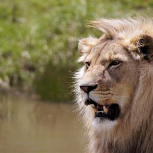 Emotion Planet Afrique du Sud voyage lion