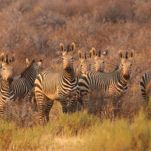 Emotion Planet Afrique du Sud voyage zèbres