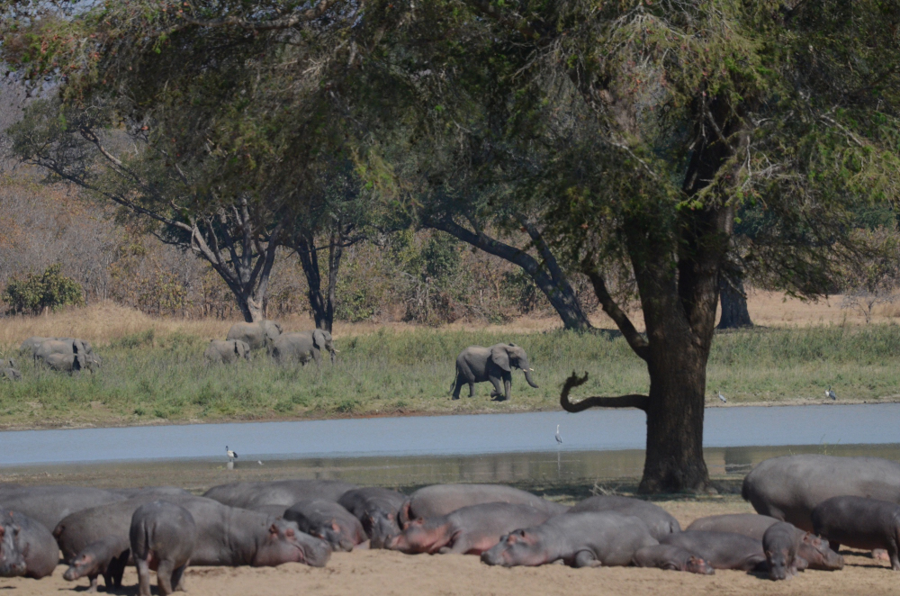 @emotion-planet-voyage-insolite-durable-malawi-hippopotame