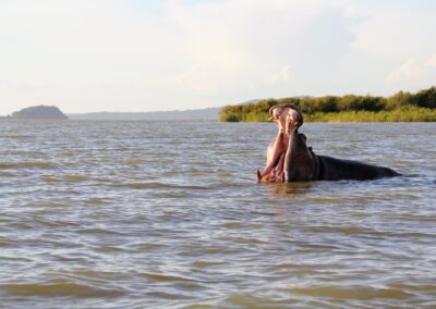 Emotion-Planet-Guinee-Bissau-hippopotame-scaled