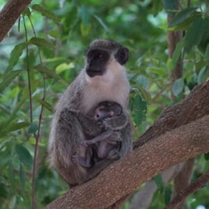 Emotion Planet voyage sénégal pays bassari trek immersion faune