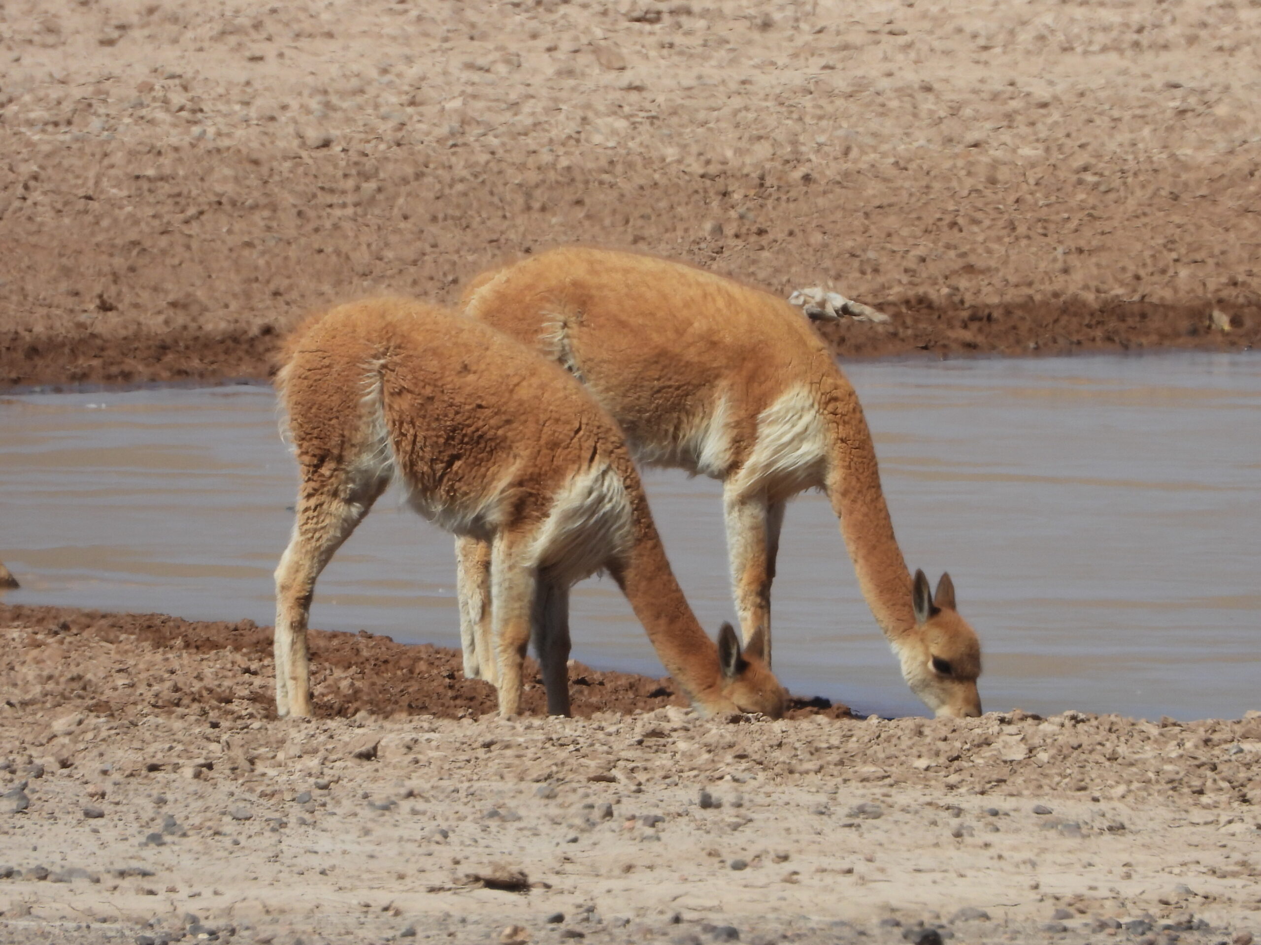 Photo faune Pérou