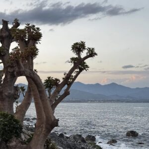Emotion-Planet-Flore-Sicile-Cote-Decouvertes.jpg