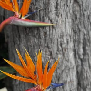 Emotion-Planet-Sicile-Oiseaux-Paradis-Flore-Locale.jpg