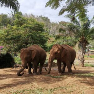 Emotion-Planet-voyage-thailande-refuge-elephants-ecotourisme