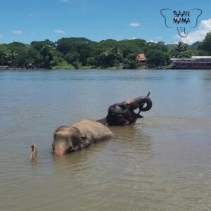 Emotion Planet voyage thailande refuge éléphants rivière